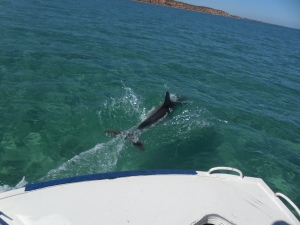Shark Bay Dolphin