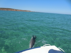 Shark Bay Dolphin