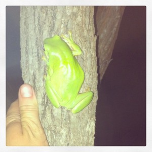 Broome Tree Frog